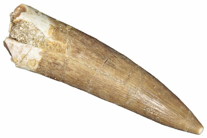 Fossil Plesiosaur (Zarafasaura) Tooth - Morocco #287154